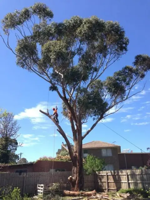 Maggs Tree & Garden Services cover