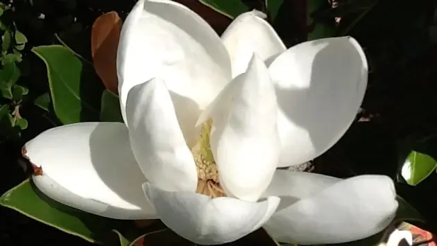 Magnolia Nursery cover