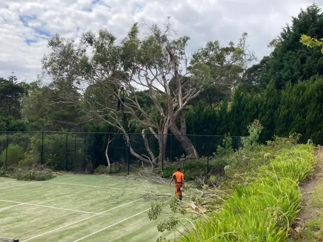 Manna Mob Tree Care cover