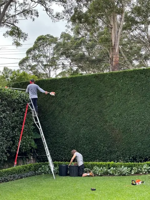 Maplewood Gardens cover