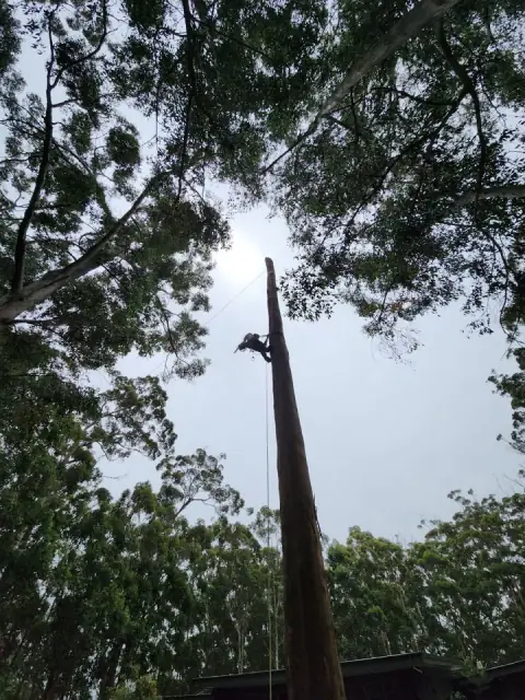Margaret River Tree Services