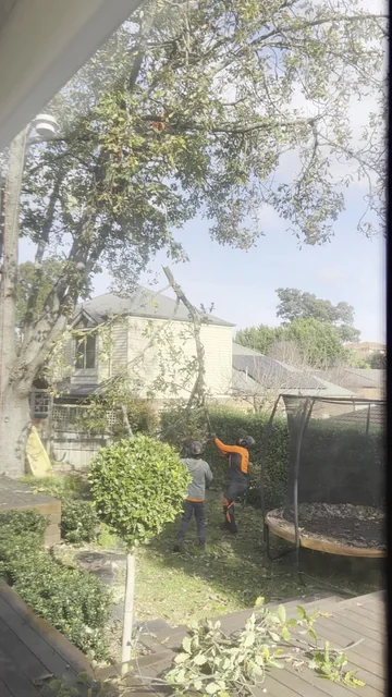 Max Tree Services cover