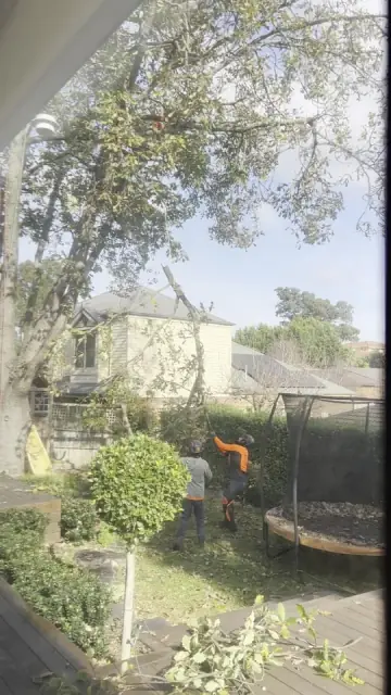 Max Tree Services cover