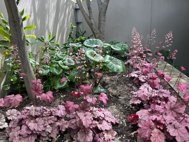 Maximum Growth Horticulture