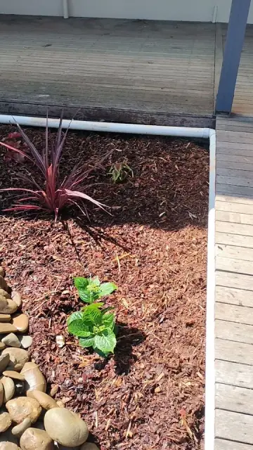 Maya Complete Garden Care cover