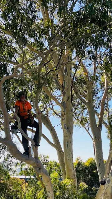 McLeod Trees