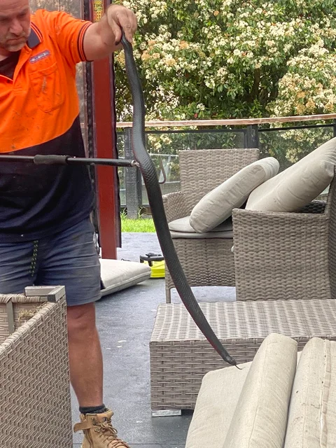 Melbourne snake control cover