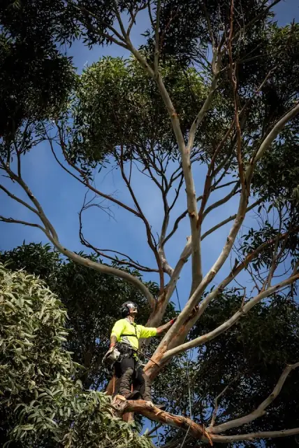 Melbourne Tree Specialists Pty. Ltd.