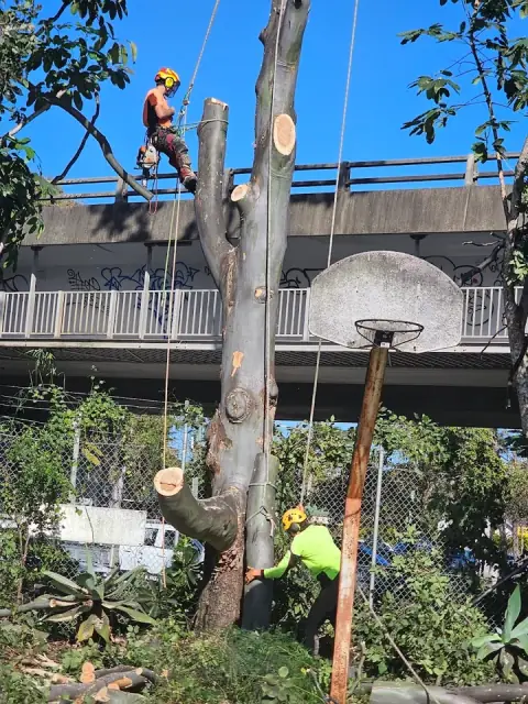 Mint Tree Services cover