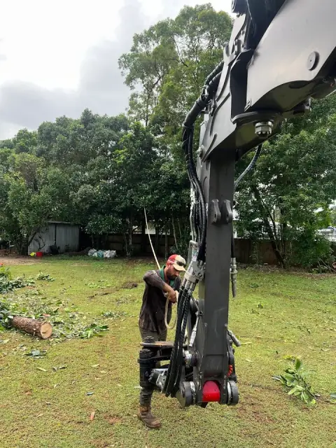 Mission Beach Tree Services
