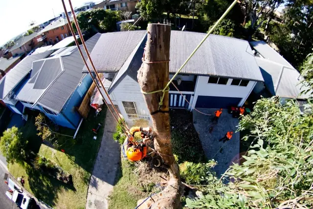 MNC Trees