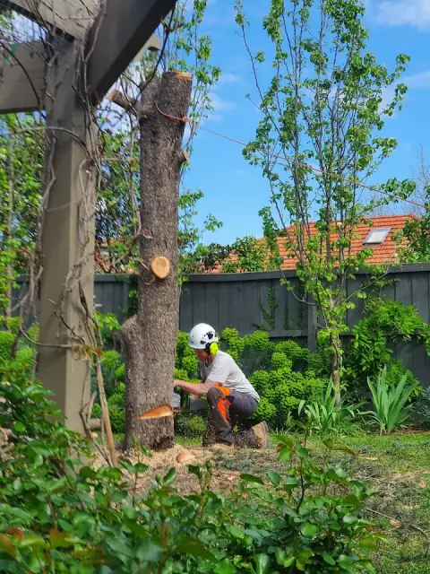 Morrison Tree Care