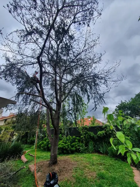 Morrison Tree Care cover