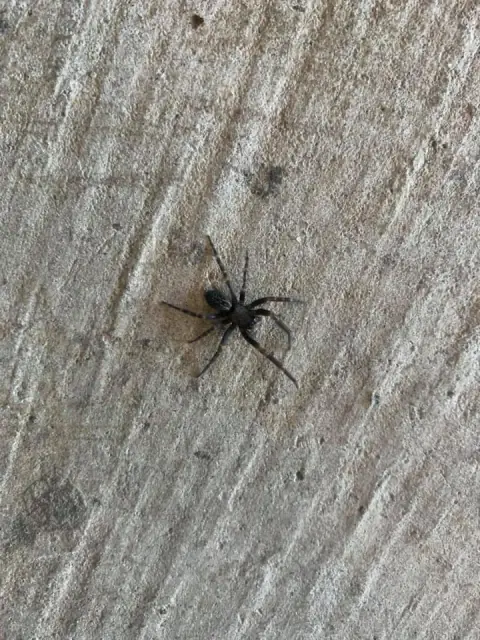 Mr Pest Controller Melbourne cover
