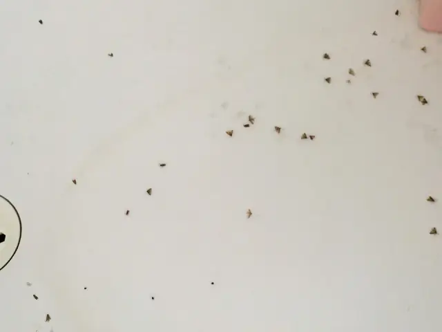 Mr Pest Controller Skye cover