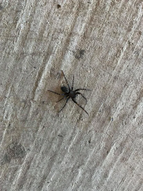Mr Pest Controller Skye