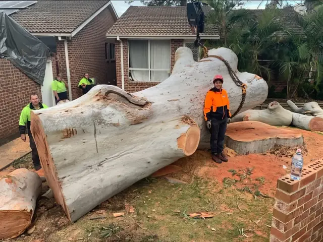 MTS Tree Service cover