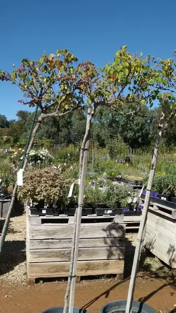 Mudgee Nursery cover