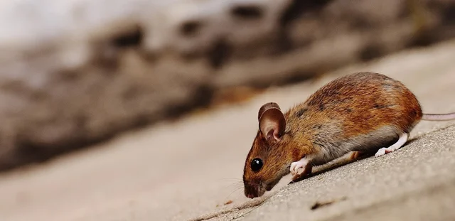 Nambour Pest Control