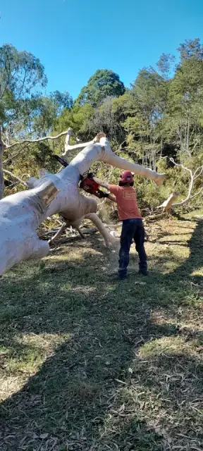 Nambucca Valley Tree Services