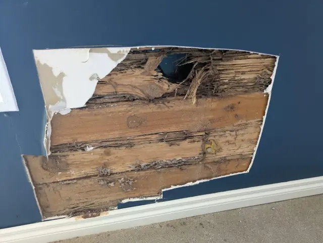 Nest Free cover