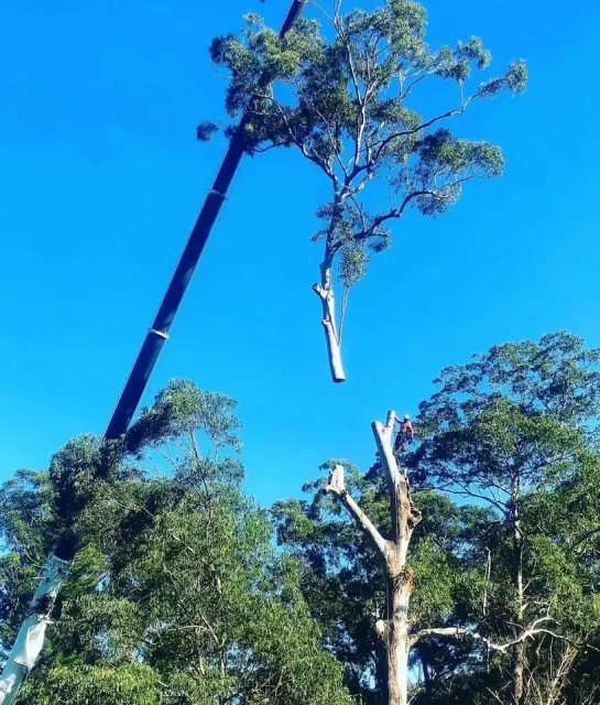 NexGen Tree Services