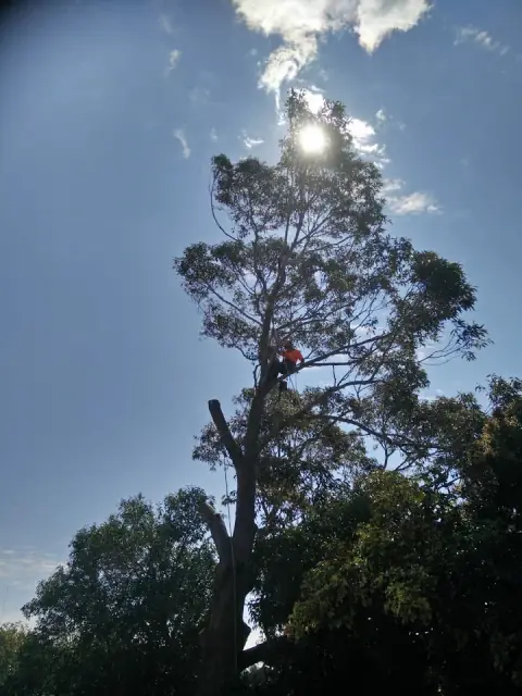 Ninja Stump Grinding cover