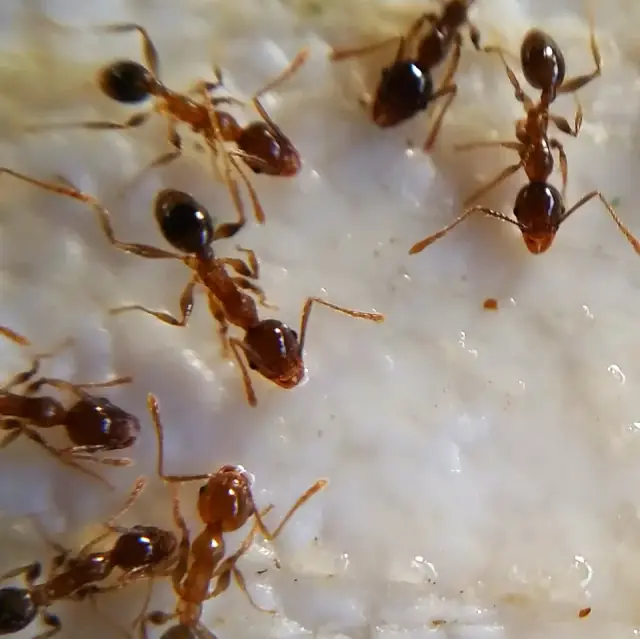 Northern Beaches Pest Control. Eradicator Pest Services. cover