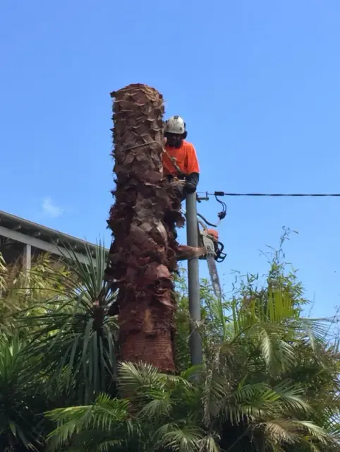 Northern Beaches Tree and Garden Services cover