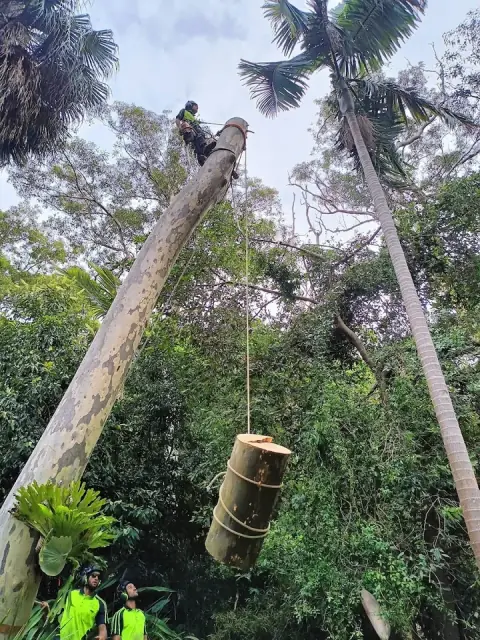 Northern Beaches Tree Service