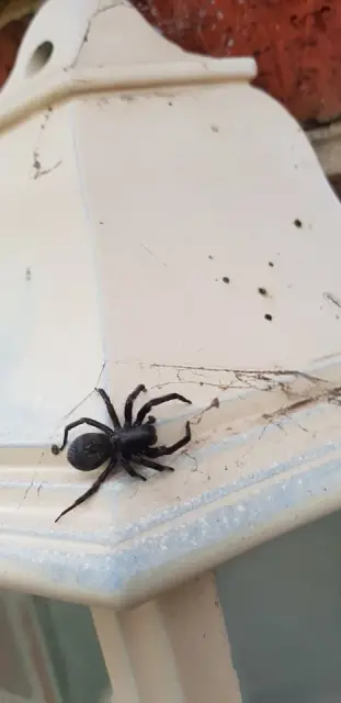 Northside Pest Control