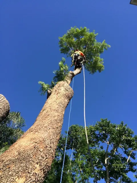 O'Brien's Tree Care and Landscaping cover