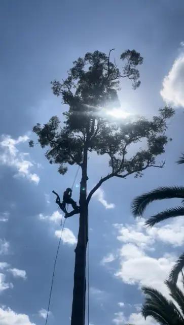 Oasis Tree Management cover