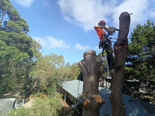 Ocean Road Tree Services