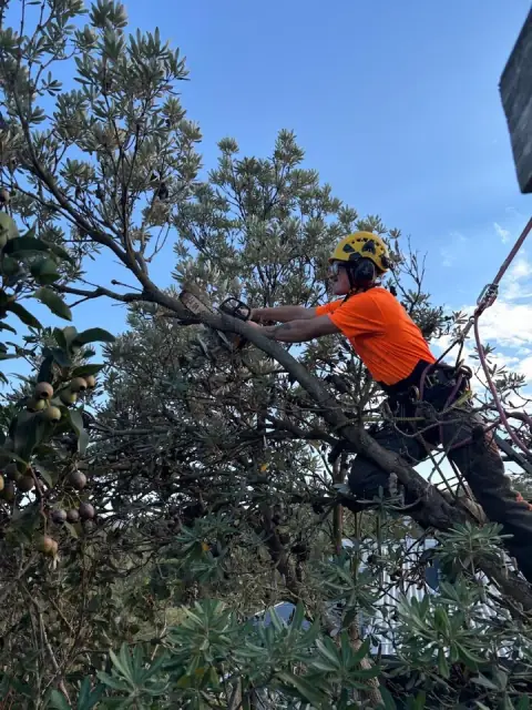 Ocean Road Tree Services cover