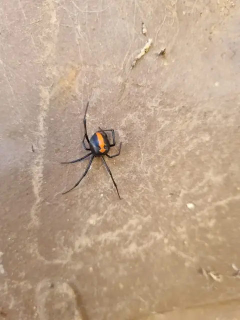 OCG Pest Control Campbelltown
