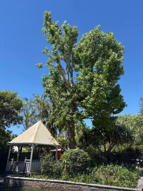 Olivers Tree Experts - Tree Removal Redlands cover