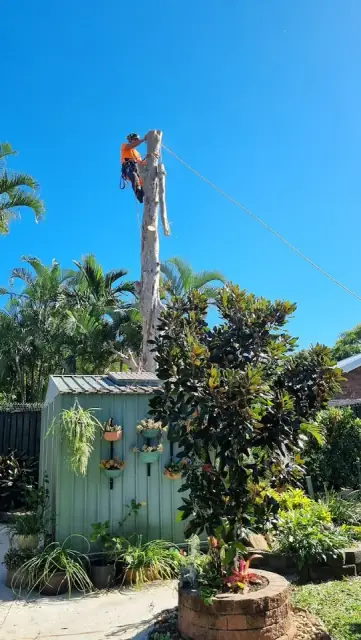 Olivers Tree Experts - Tree Removal Redlands