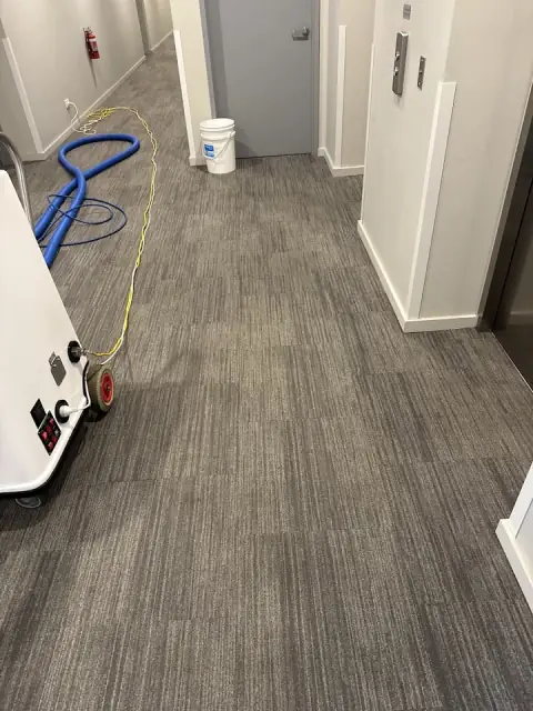 Omega Carpet Cleaning Melbourne cover