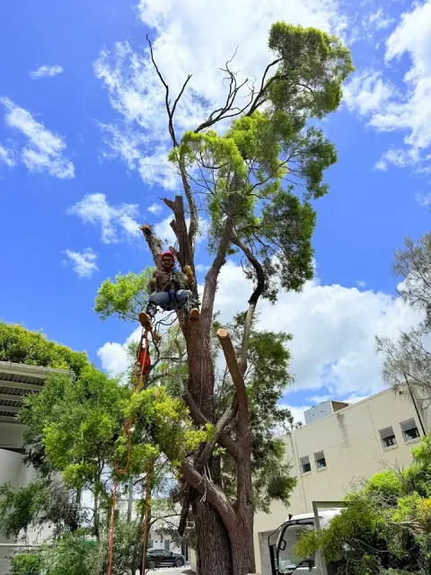 OnTime Landscape & Tree Maintenance