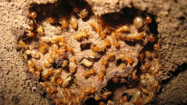 Optimum Pest Services cover