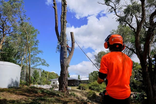 Outback Arborists cover