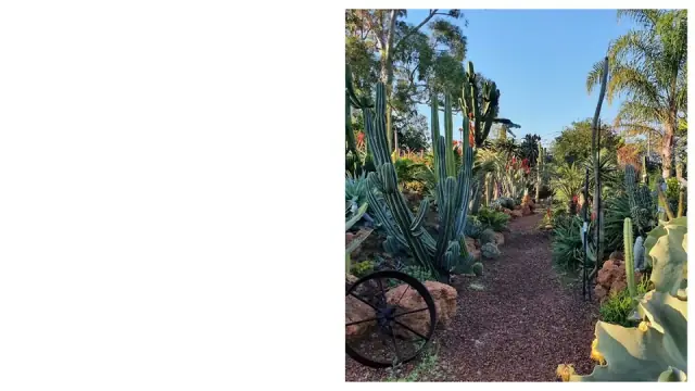 Owys Garden cover