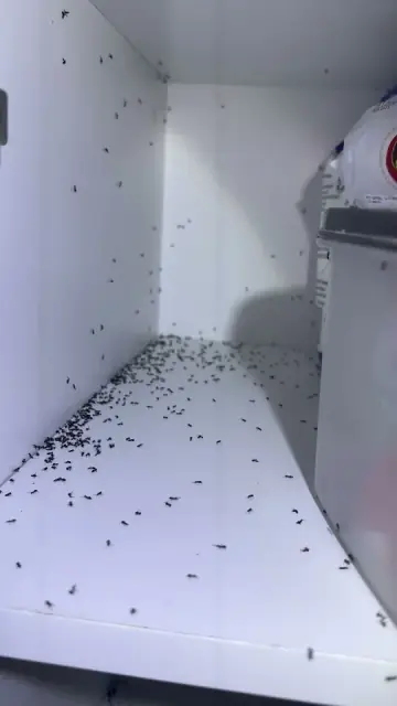OZ PEST CONTROL CANBERRA cover