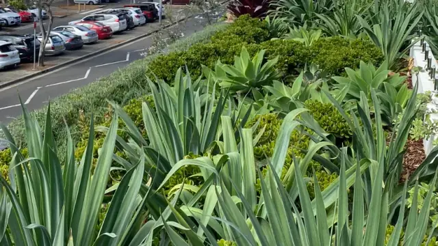 Ozone Landscapes & Maintenance