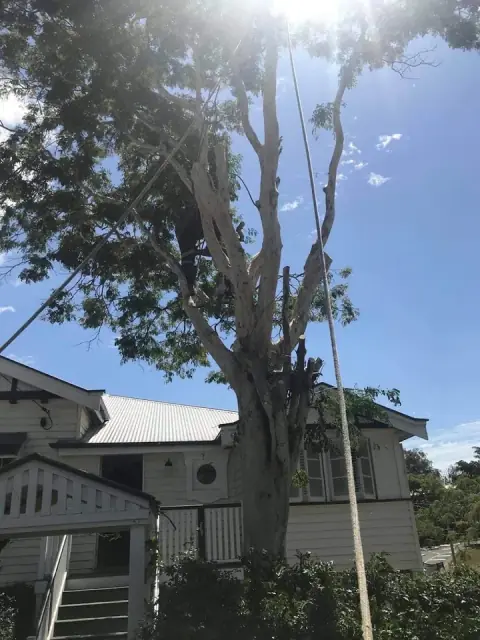 Oztreelo Tree Lopping cover