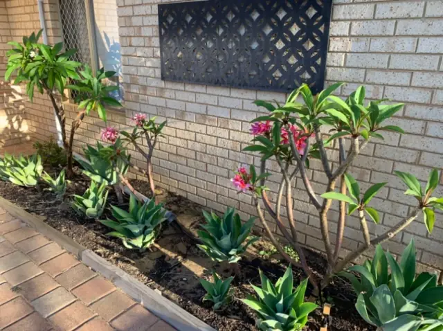 Pardon Your Garden