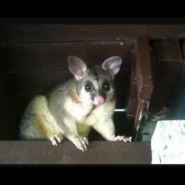 Pauls Possum Removal cover