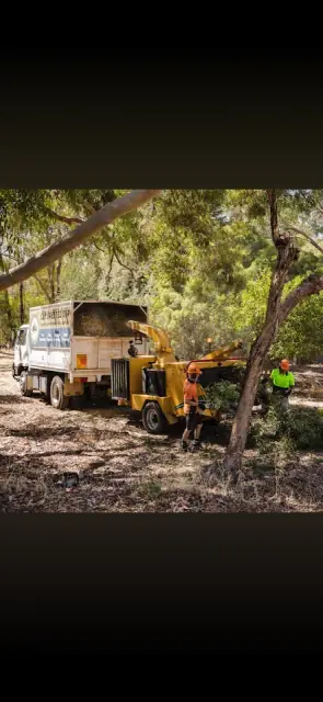 Payne’s Tree Services