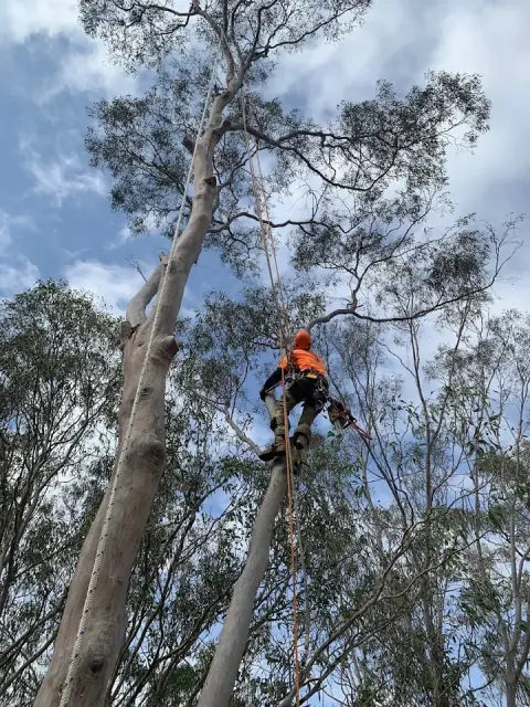 Performance Arboriculture